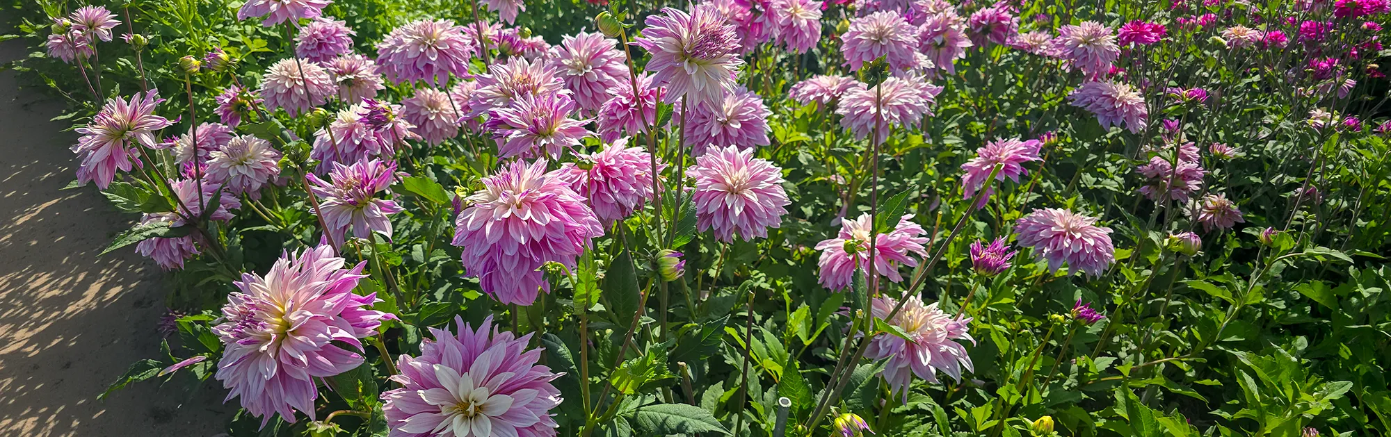 Blooms in Bold Bulk Quantities