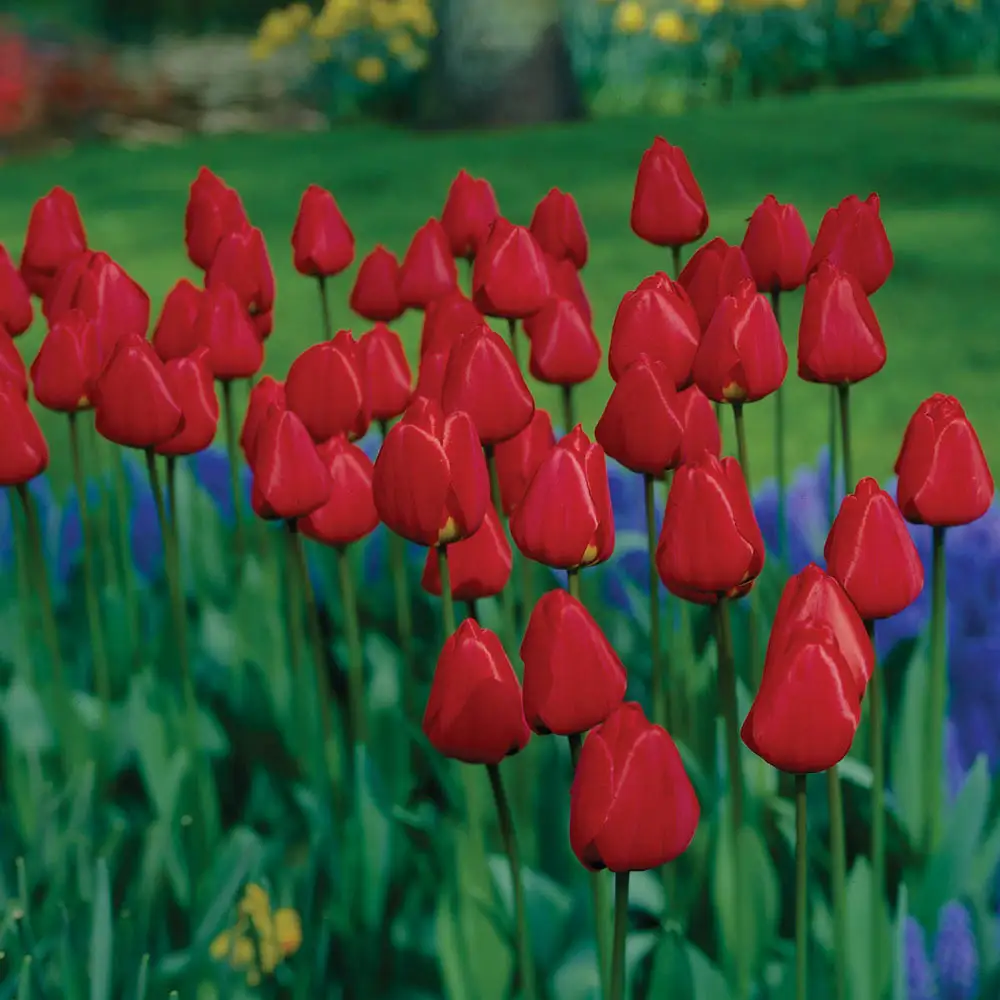 Darwin Hybrid Tulip Apeldoorn - Image 3