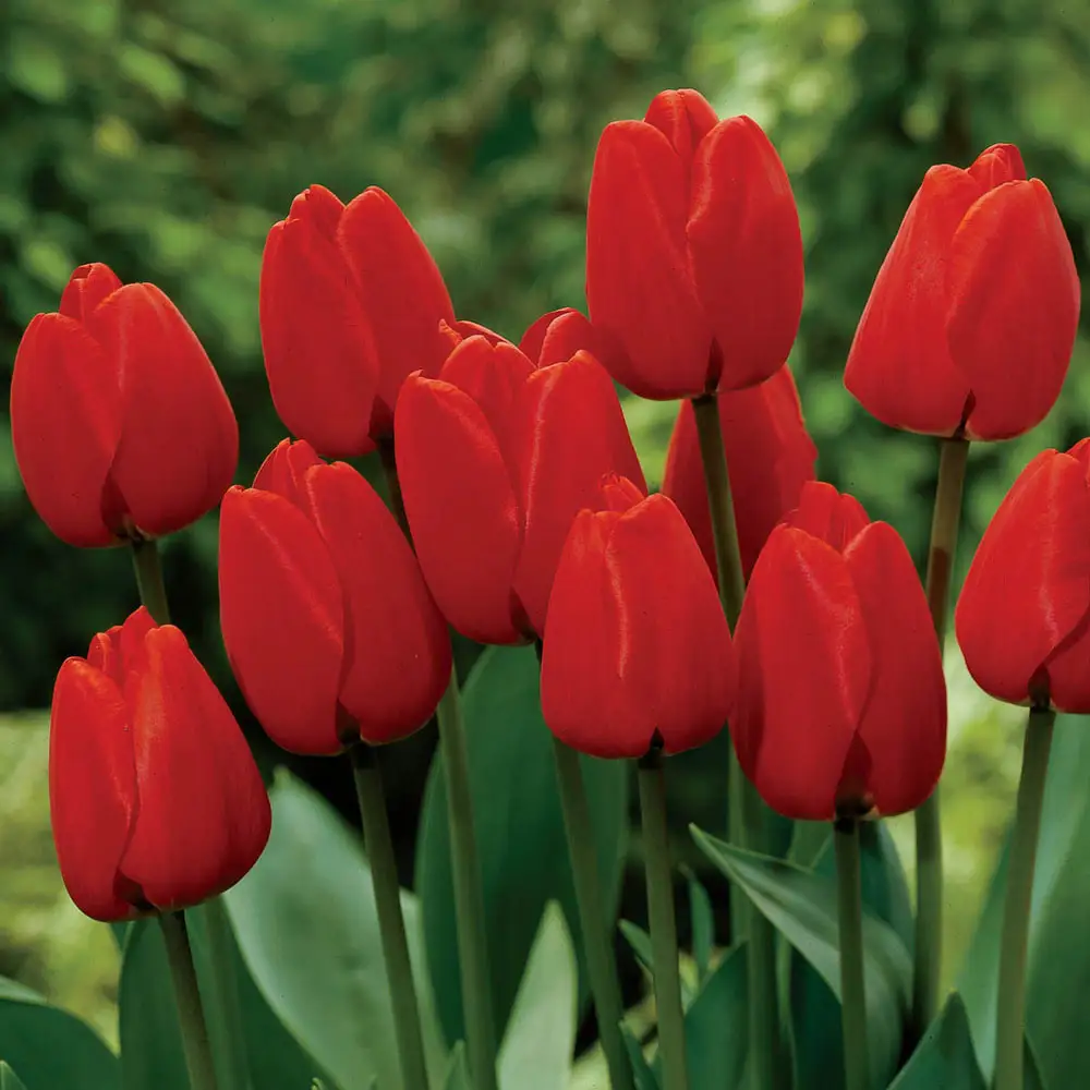 Darwin Hybrid Tulip Apeldoorn - Image 4