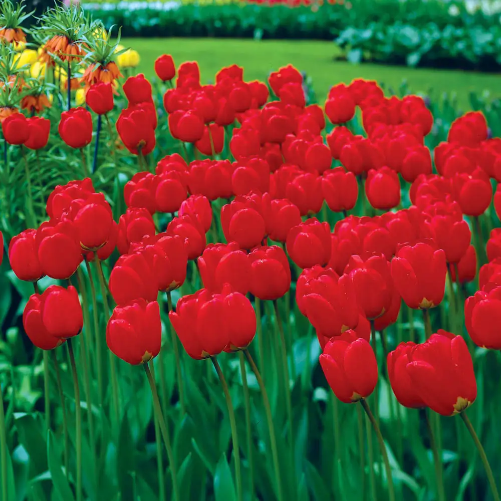 Darwin Hybrid Tulip Apeldoorn - Image 5