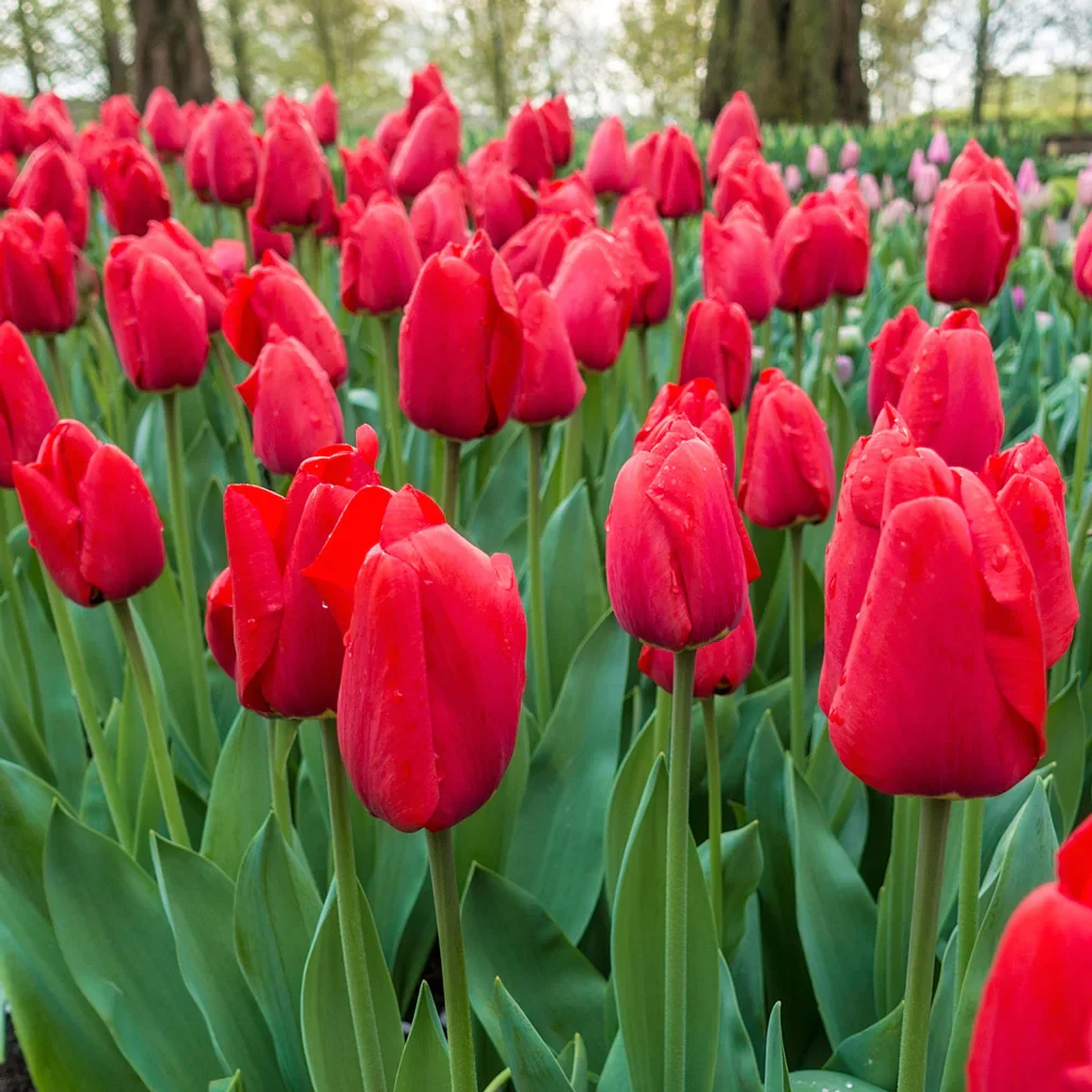Darwin Hybrid Tulip Apeldoorn - Image 6