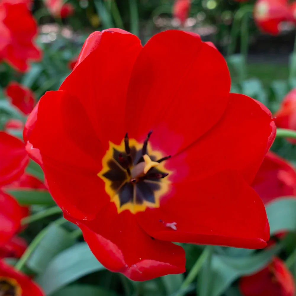 Darwin Hybrid Tulip Apeldoorn - Image 7