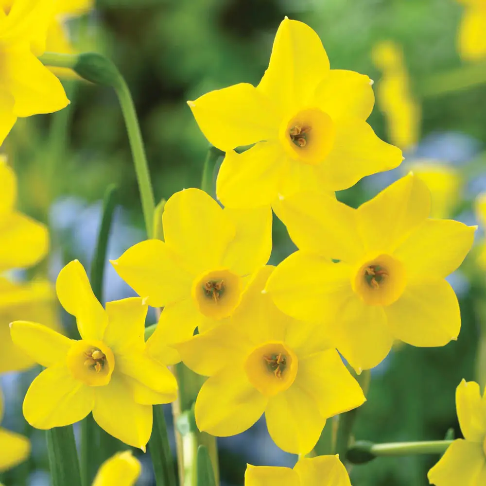 Jonquilla Daffodil Baby Boomer - Image 3