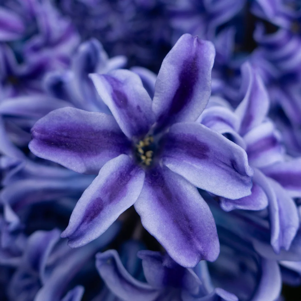 Hyacinth Blue Jacket - Image 3
