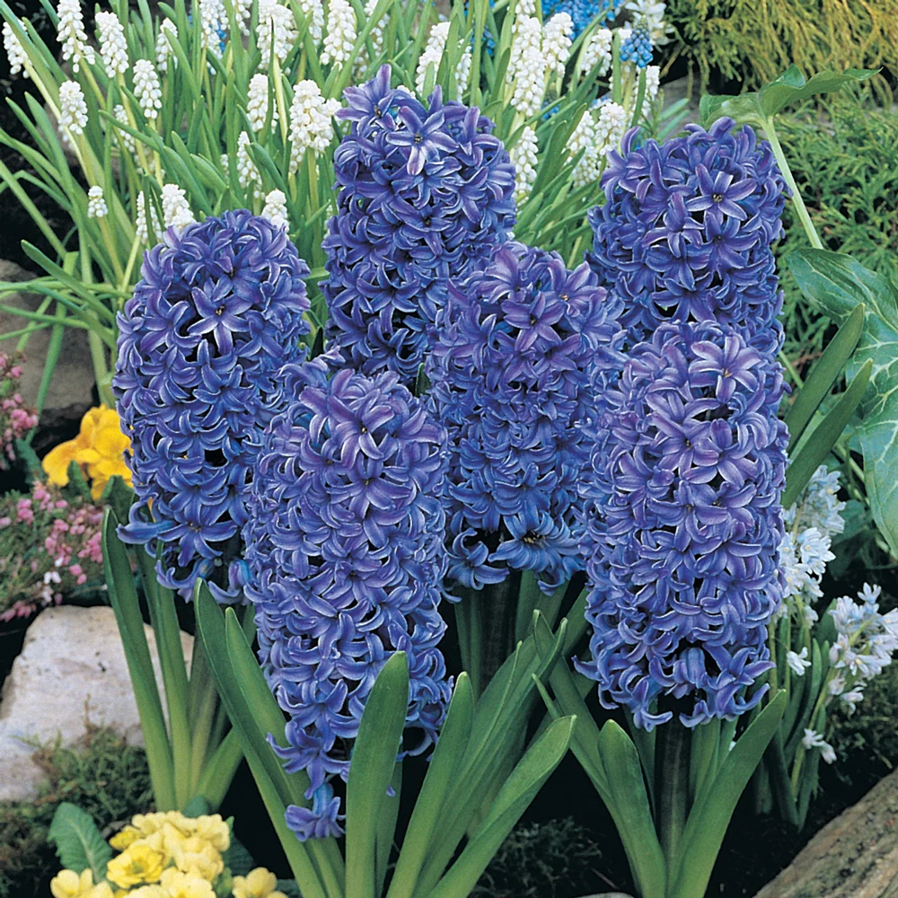 Hyacinth Blue Jacket - Image 4