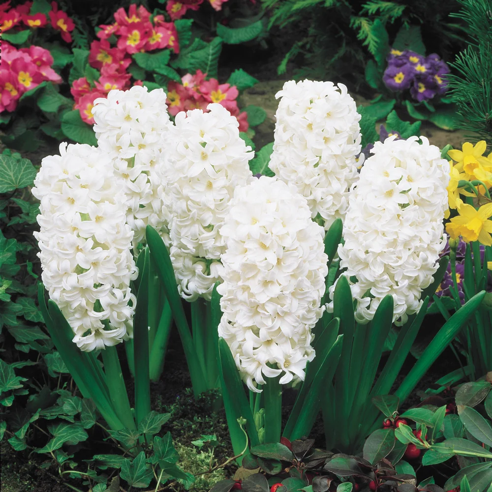 Hyacinth Carnegie - Image 3