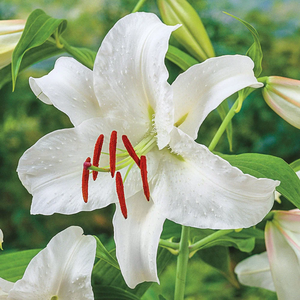 Oriental Lily Casa Blanca - Image 3