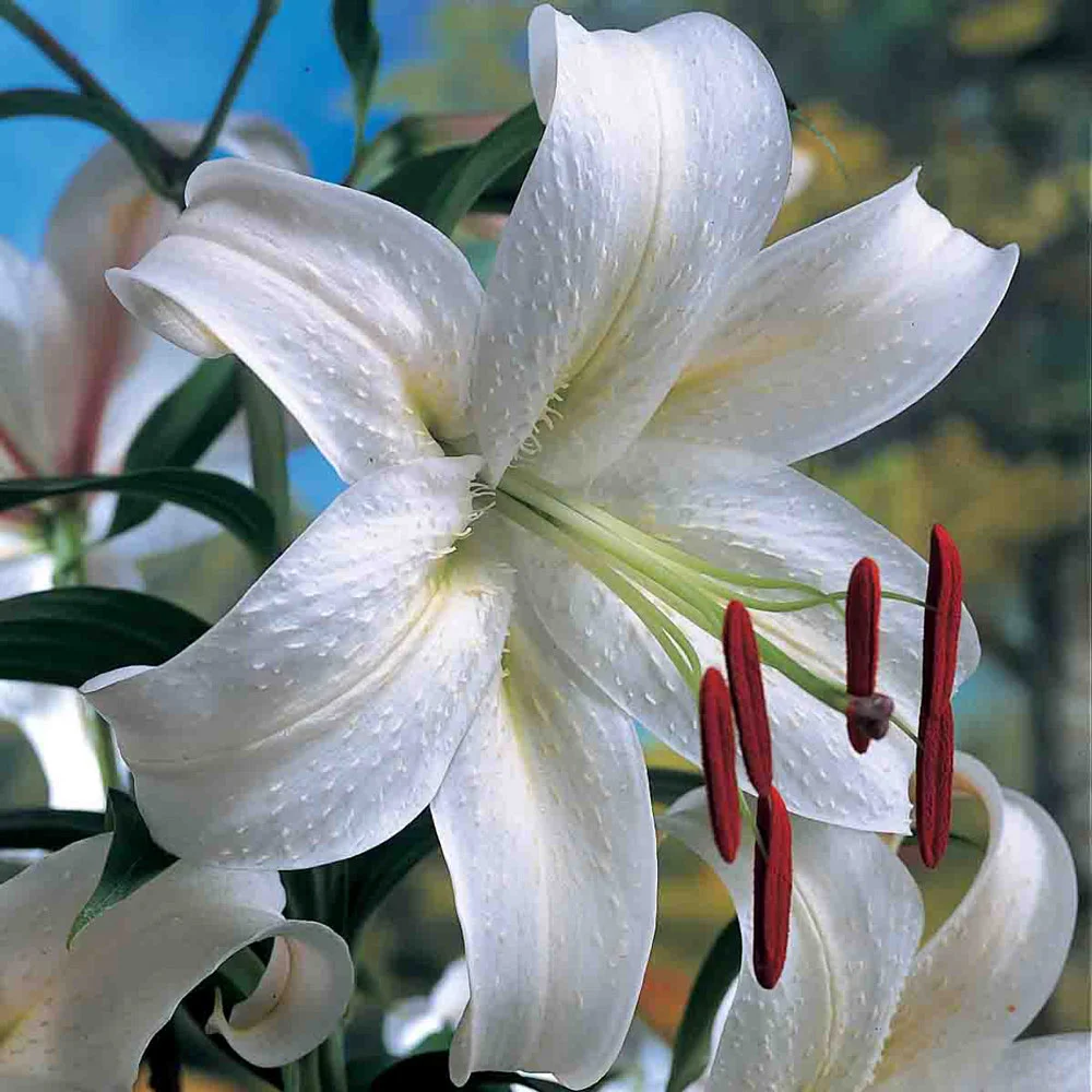 Oriental Lily Casa Blanca - Image 4