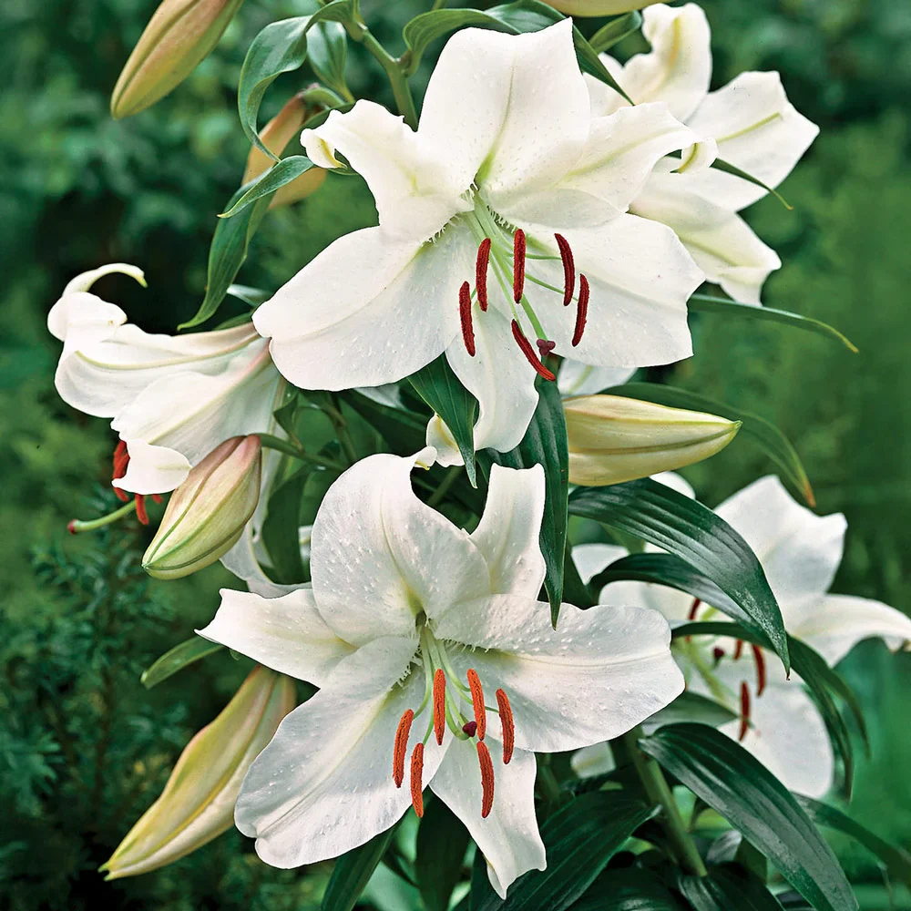 Oriental Lily Casa Blanca - Image 5