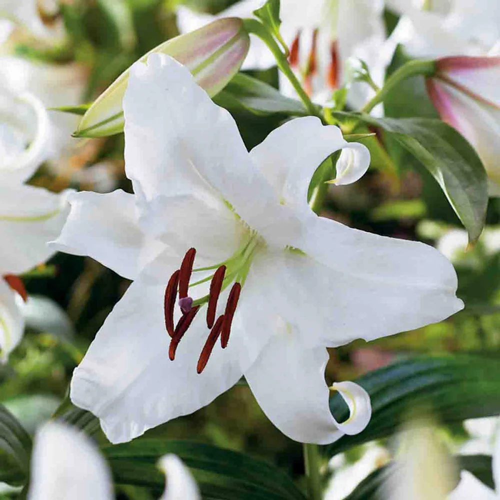 Oriental Lily Casa Blanca - Image 7