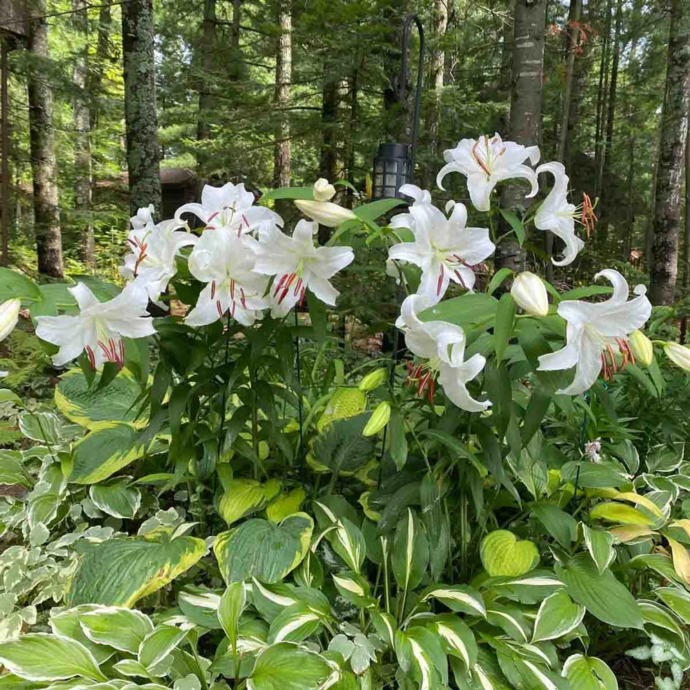 Oriental Lily Casa Blanca - Image 8