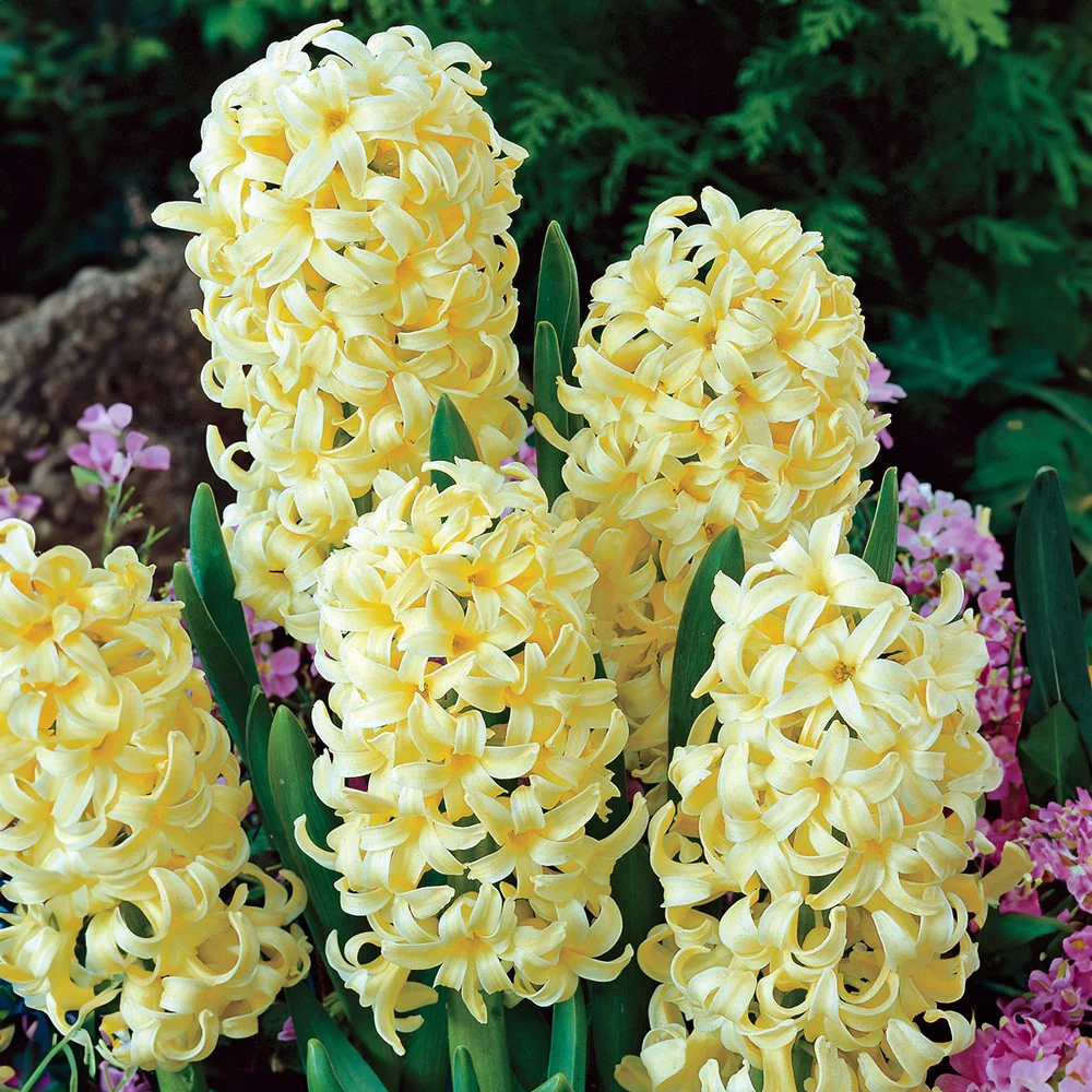 Hyacinth City of Haarlem - Image 3