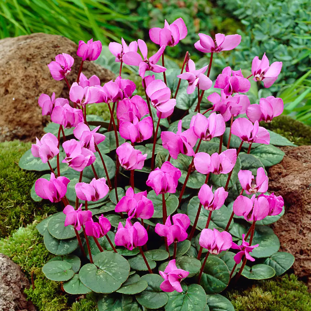 Cyclamen coum - Image 3