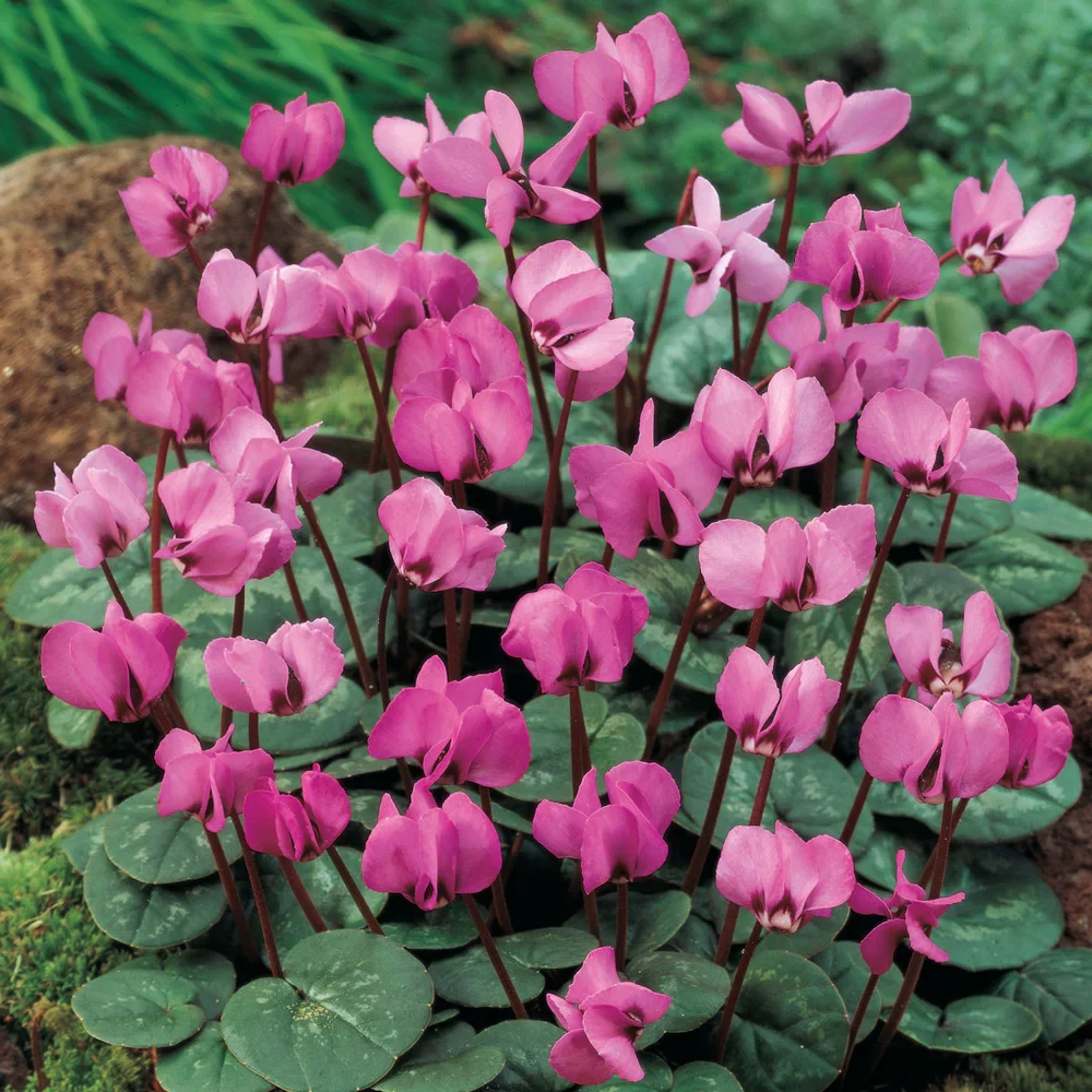 Cyclamen coum - Image 4