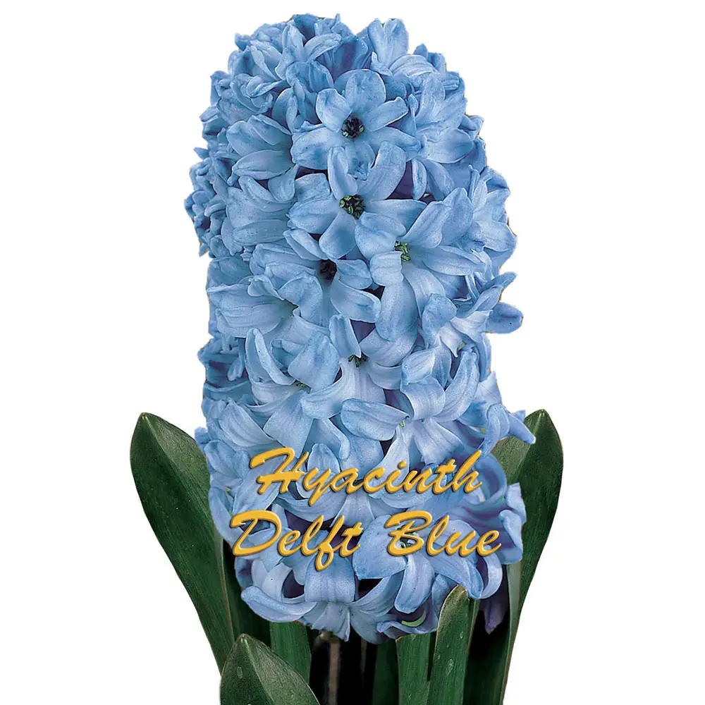 Hyacinth Delft Blue - Image 3