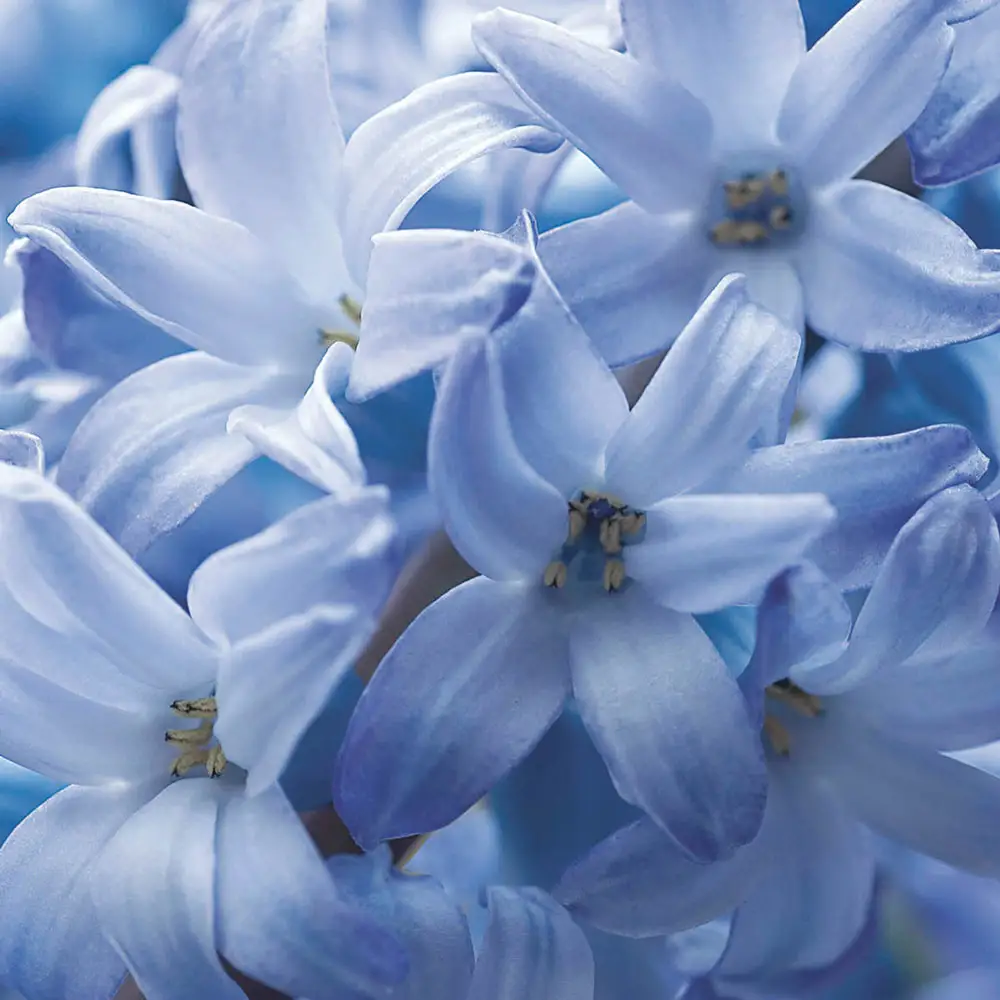 Hyacinth Delft Blue - Image 4