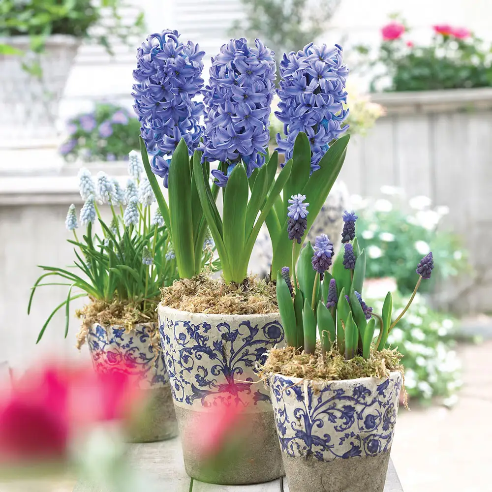 Hyacinth Delft Blue - Image 5