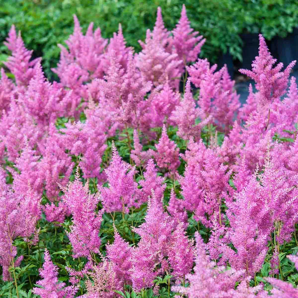 Astilbe Europa - Image 3