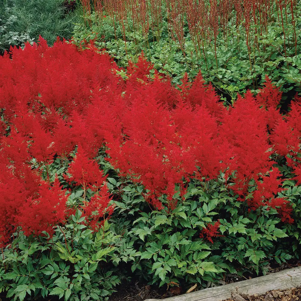 Astilbe Spinell - Image 3