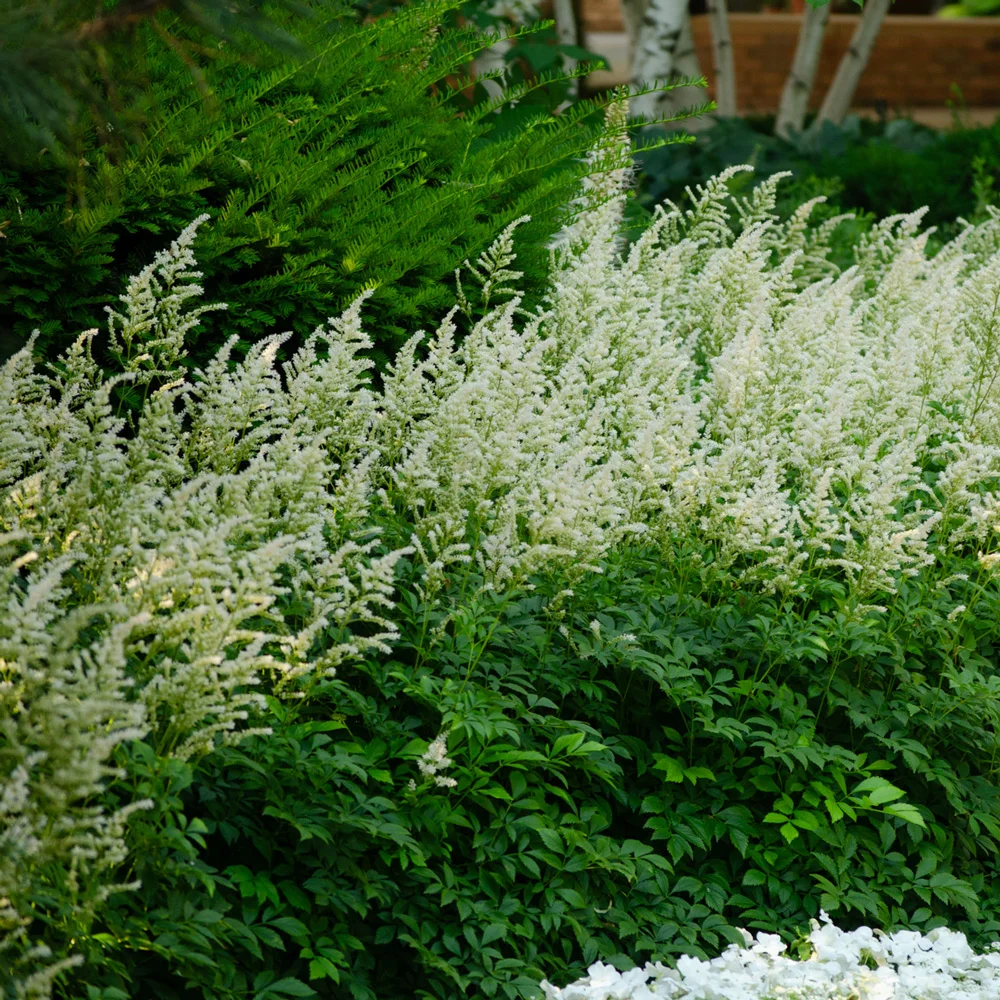 Astilbe White Glory - Image 3