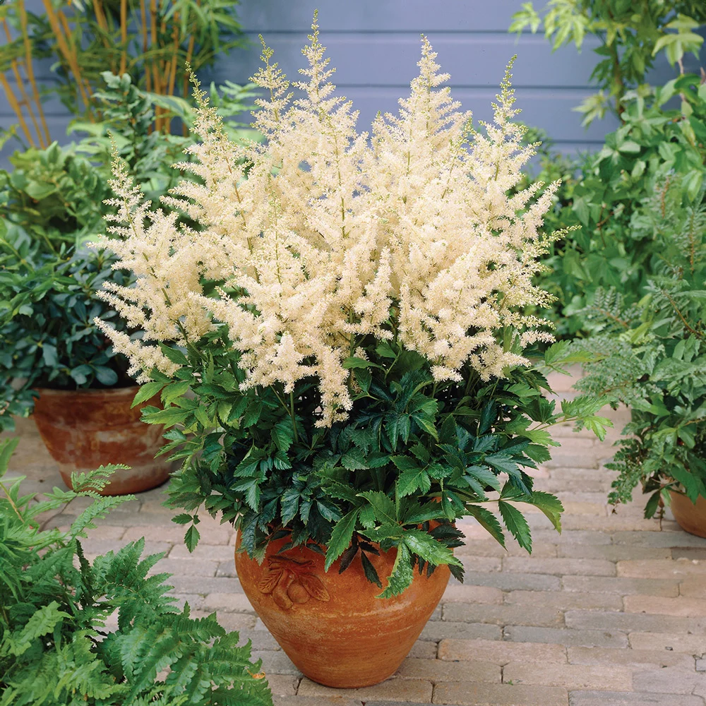 Astilbe White Glory - Image 4