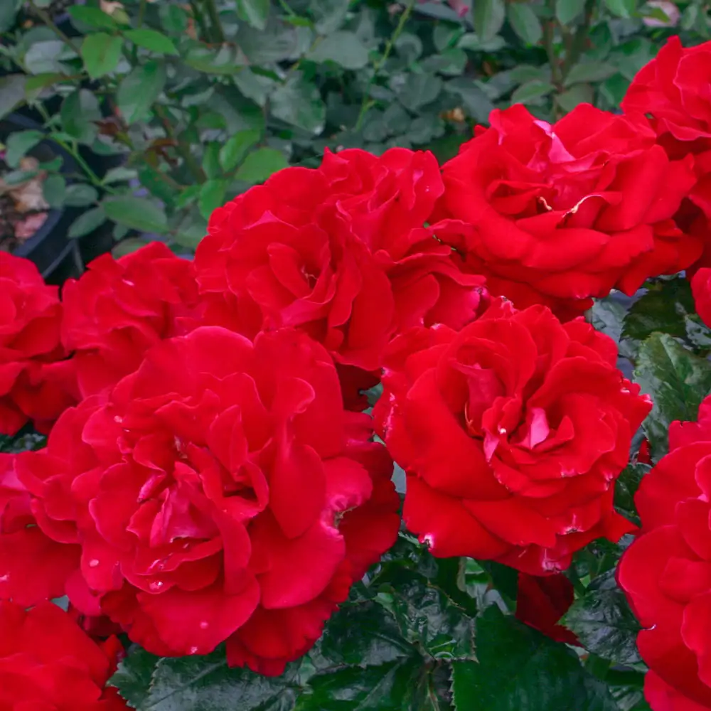 24" Tree Rose Drop Dead Red™ - Image 3