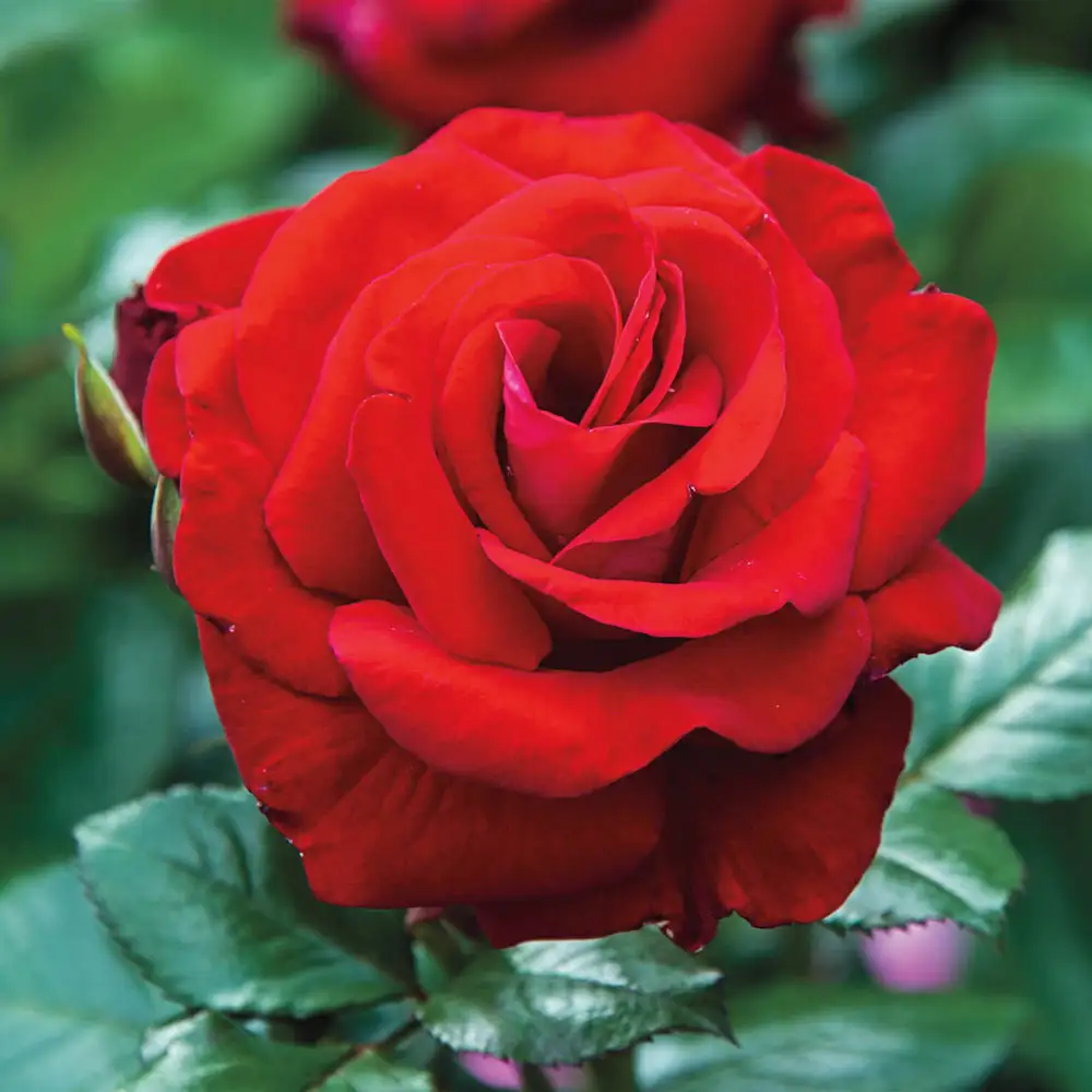 24" Tree Rose Drop Dead Red™ - Image 5