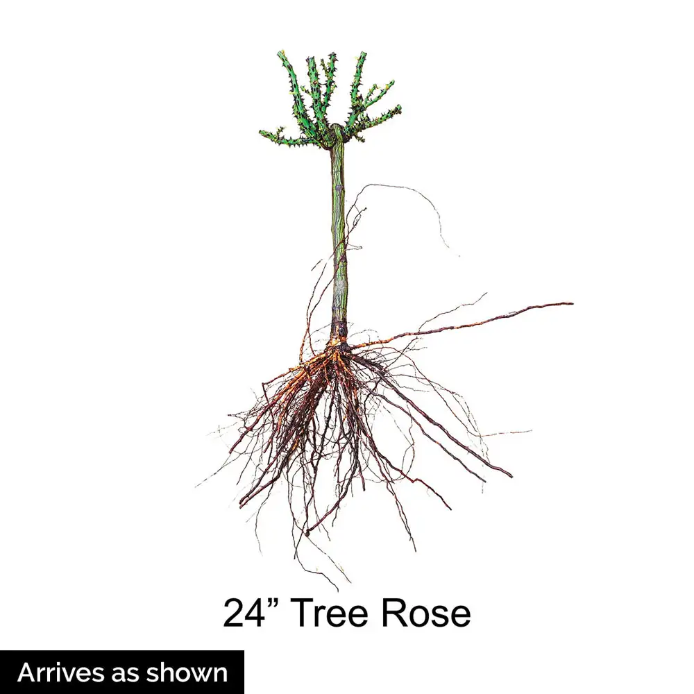 24" Tree Rose Drop Dead Red™ - Image 6