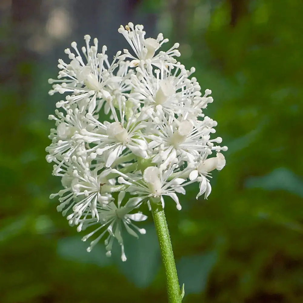 Actaea Misty Blue - Image 3