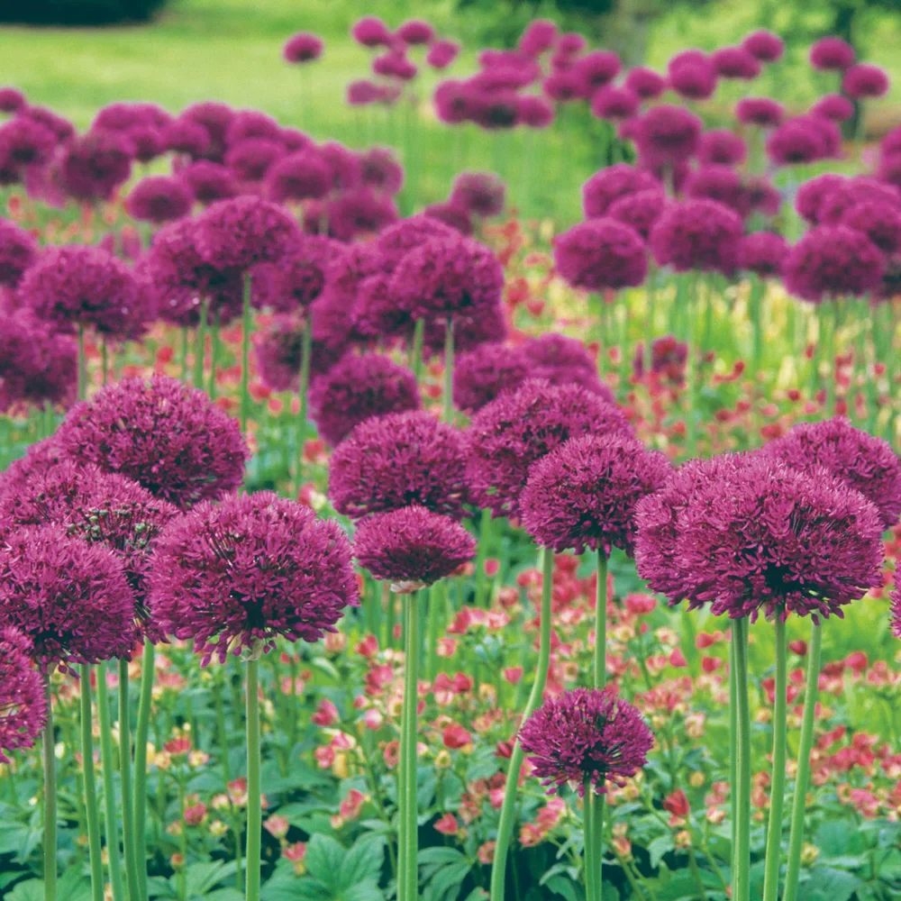 Allium aflatunense Purple Sensation - Image 3