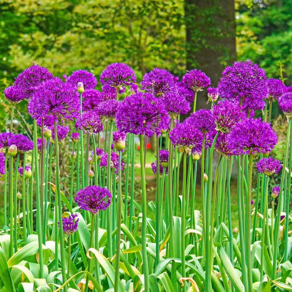 Allium aflatunense Purple Sensation - Image 4