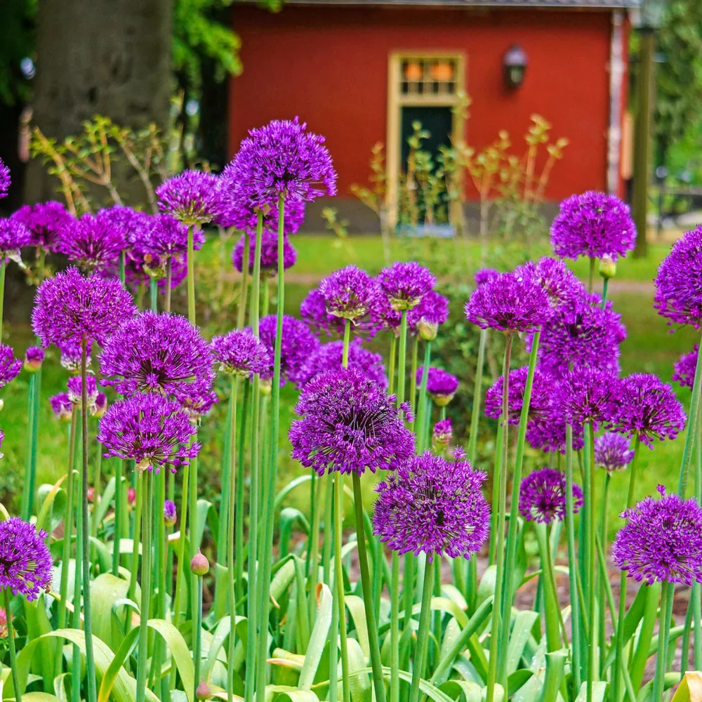Allium aflatunense Purple Sensation - Image 5