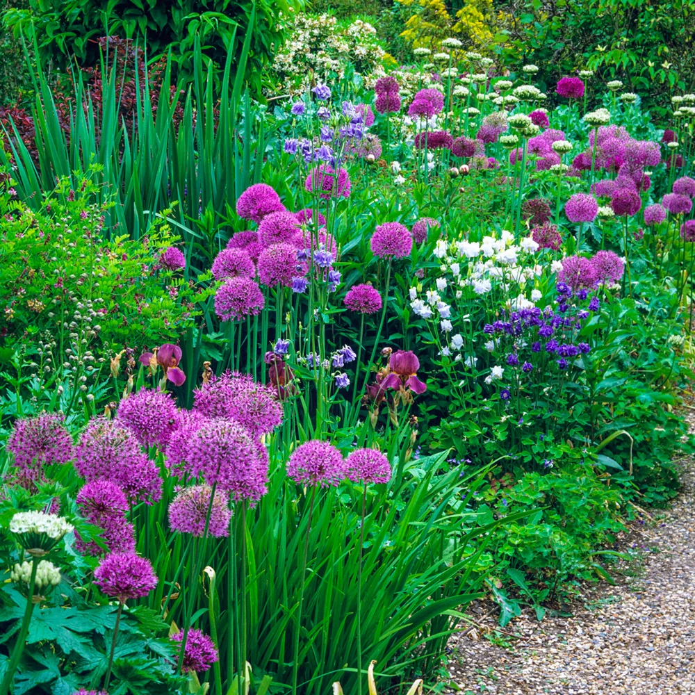 Allium aflatunense Purple Sensation - Image 6