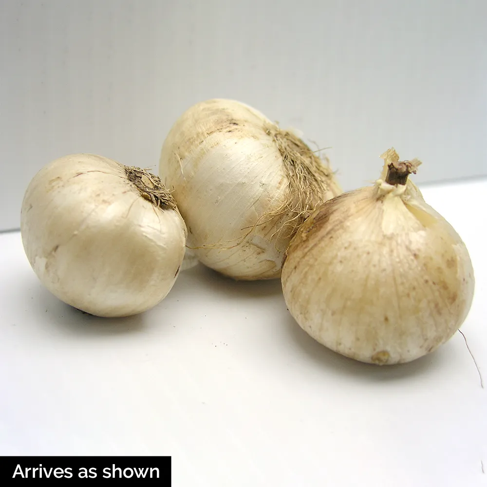 Allium atropurpureum - Image 3
