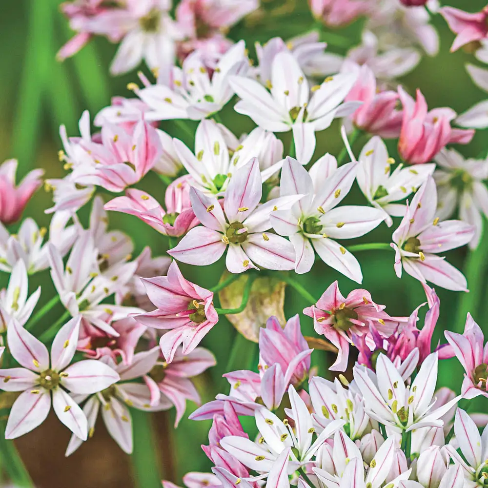 Allium Chameleon - Image 3