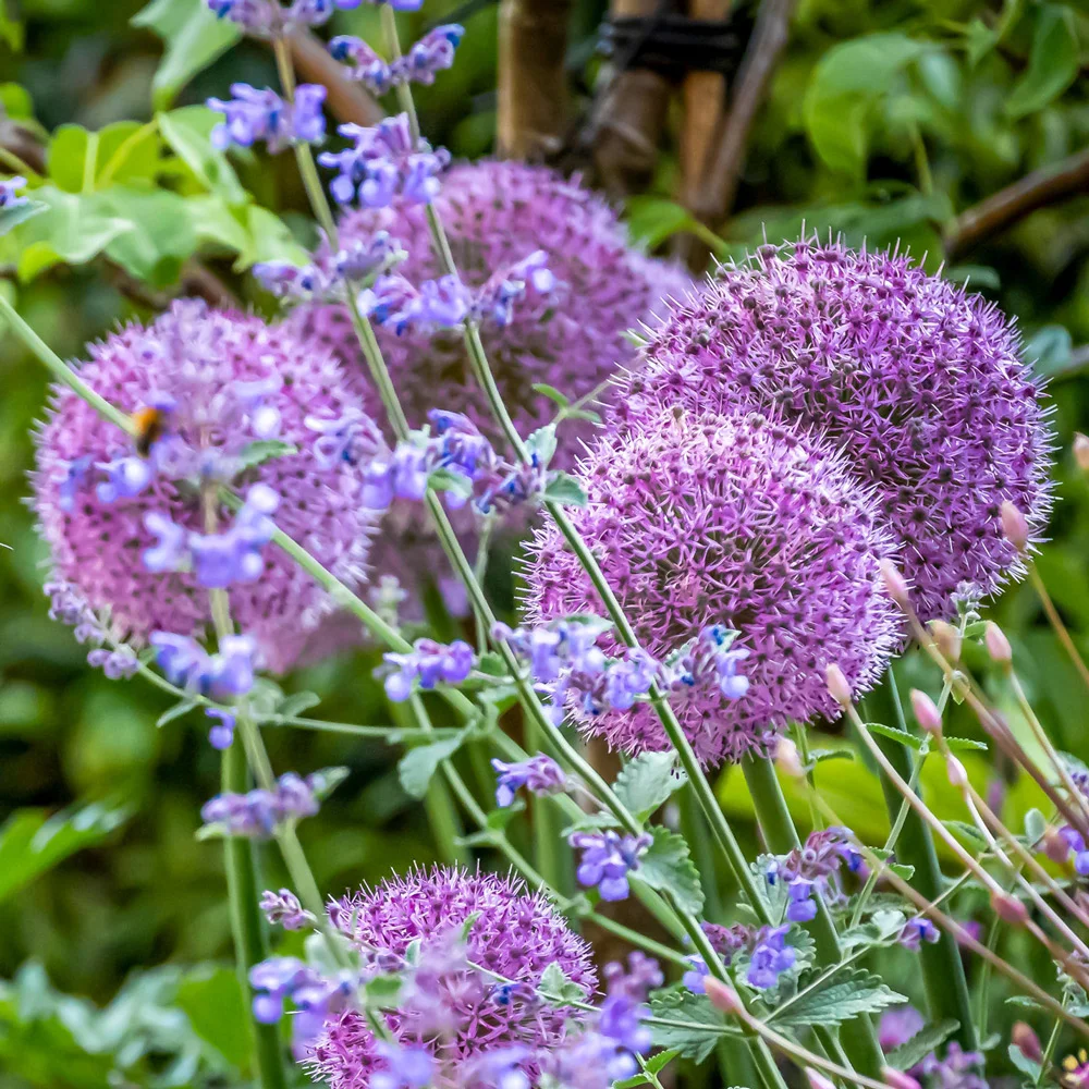 Allium Party Balloons - Image 3