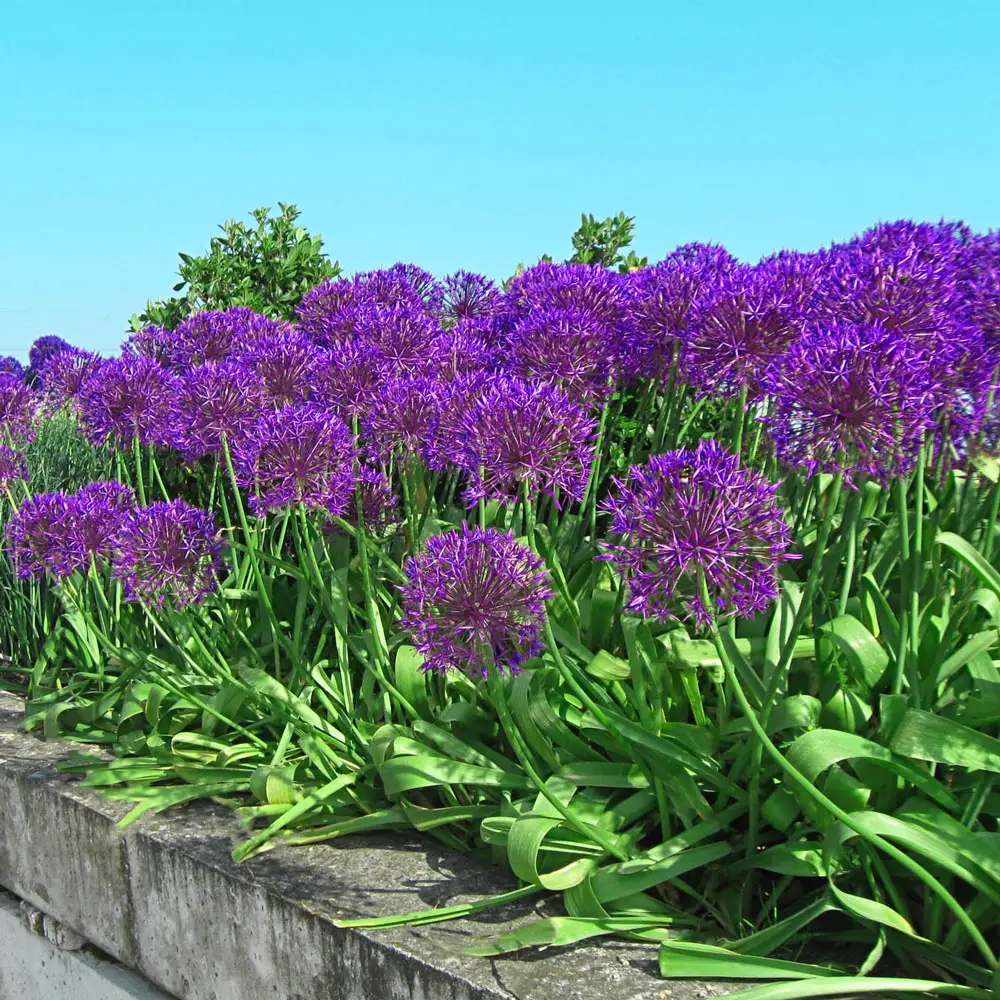 Allium Purple Rain - Image 3