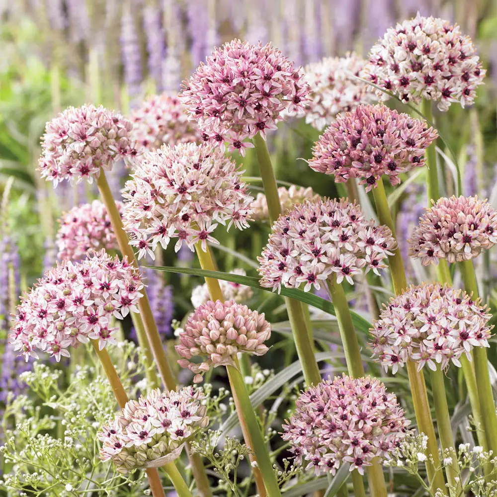 Allium Silver Spring - Image 3