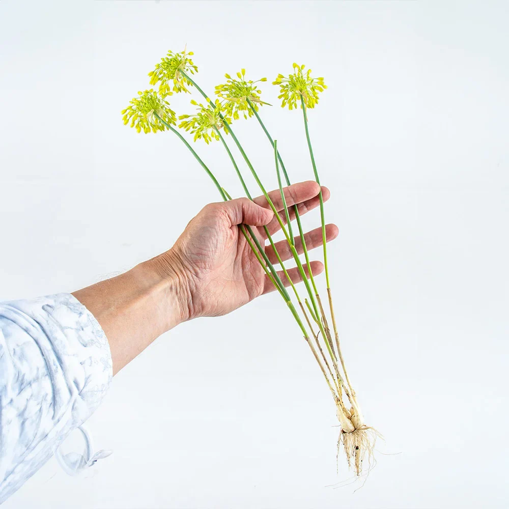 Allium Yellow Fantasy - Image 3