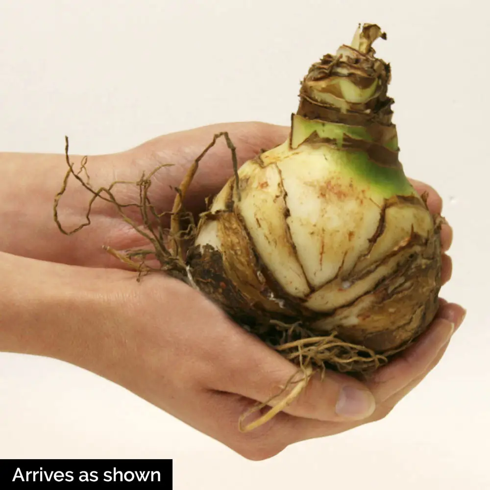 Double Amaryllis Double King - Image 3