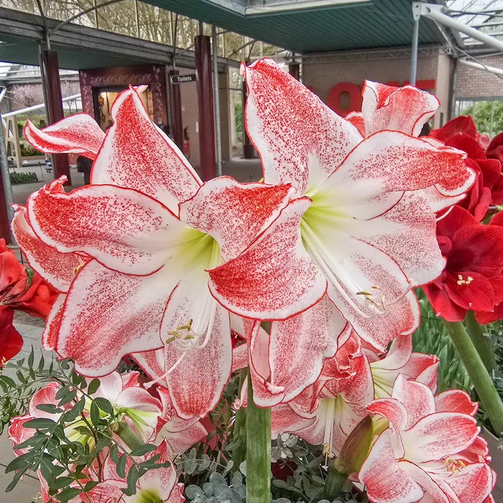 Amaryllis Spotlight - Image 3