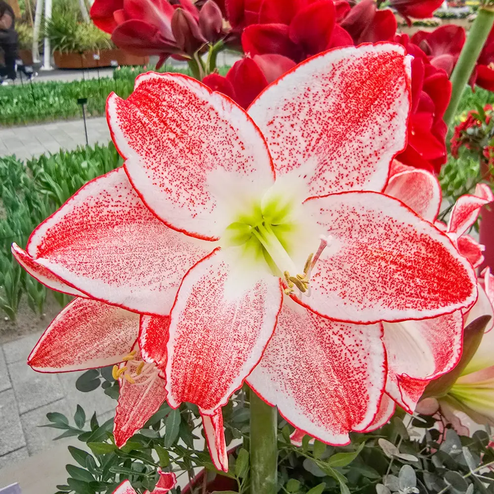 Amaryllis Spotlight - Image 4