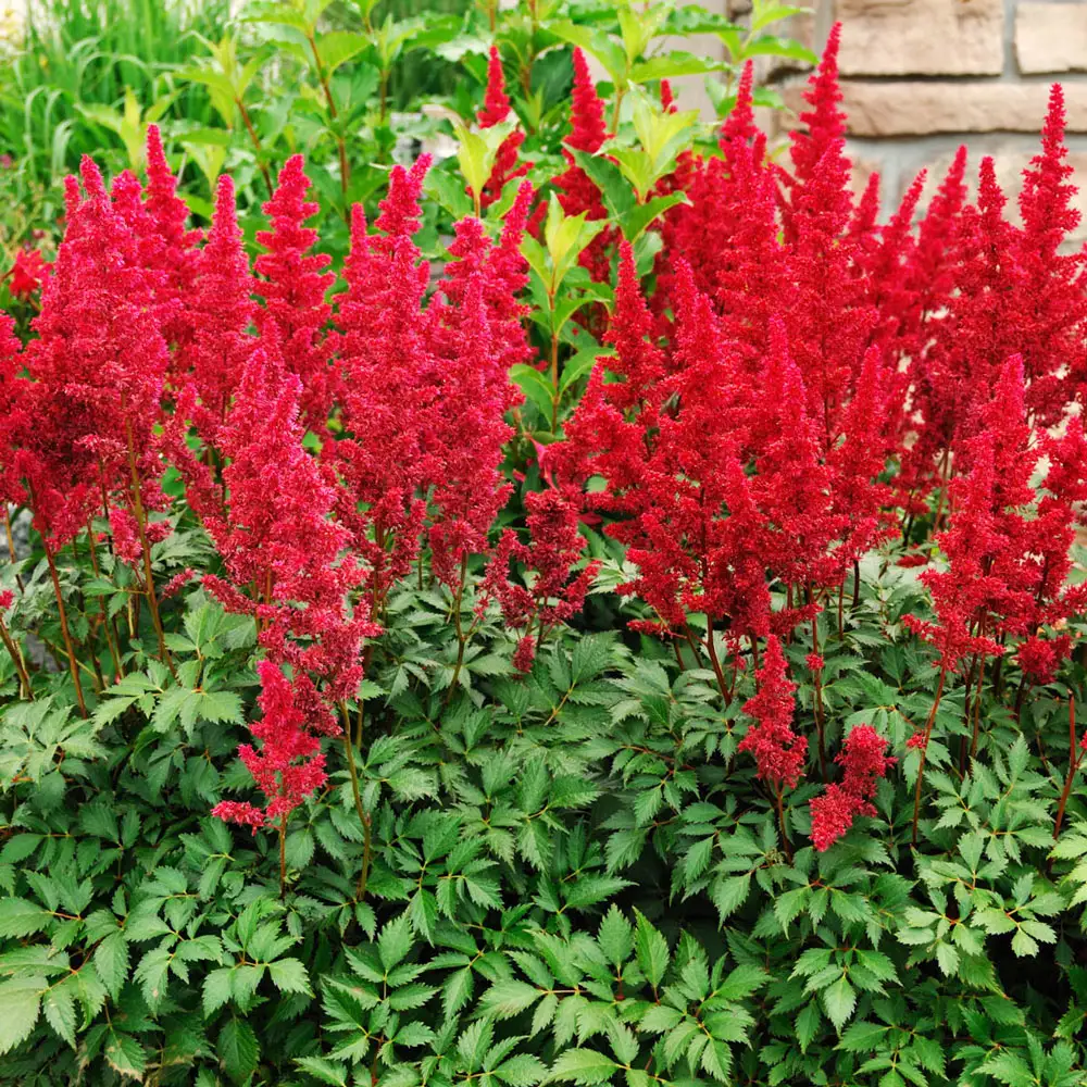 Astilbe Else Schluck - Image 3
