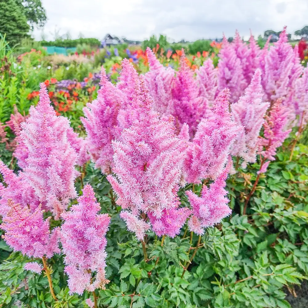 Astilbe Ice Cream - Image 3