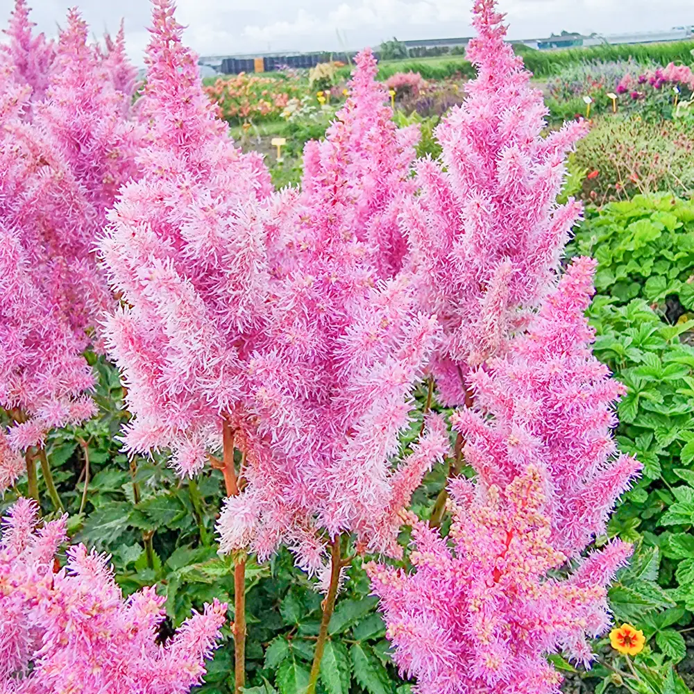 Astilbe Ice Cream - Image 4