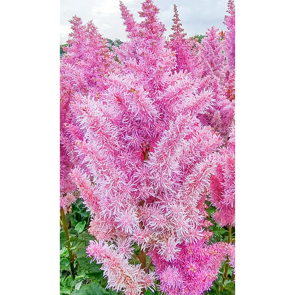Astilbe Ice Cream - Image 5