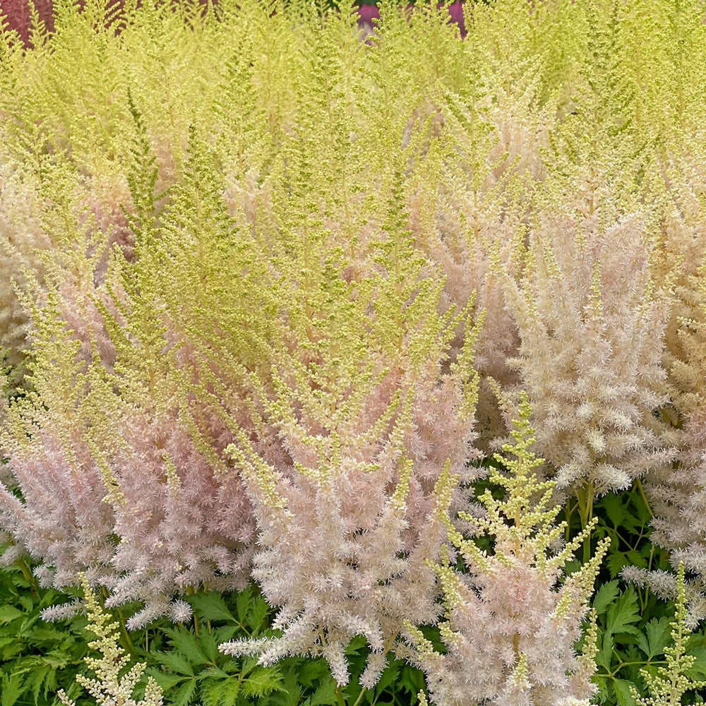 Astilbe Milk and Honey - Image 3