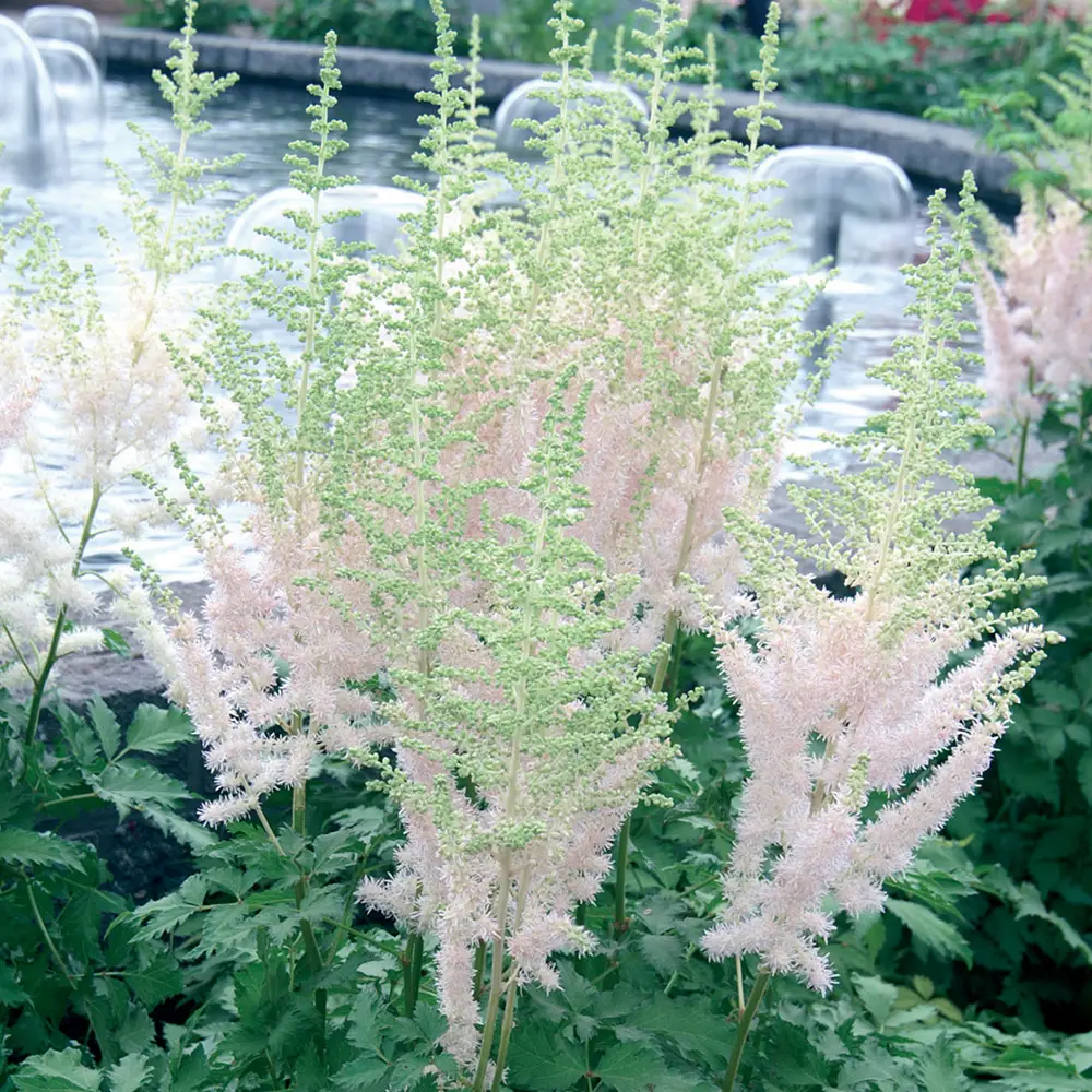 Astilbe Milk and Honey - Image 4