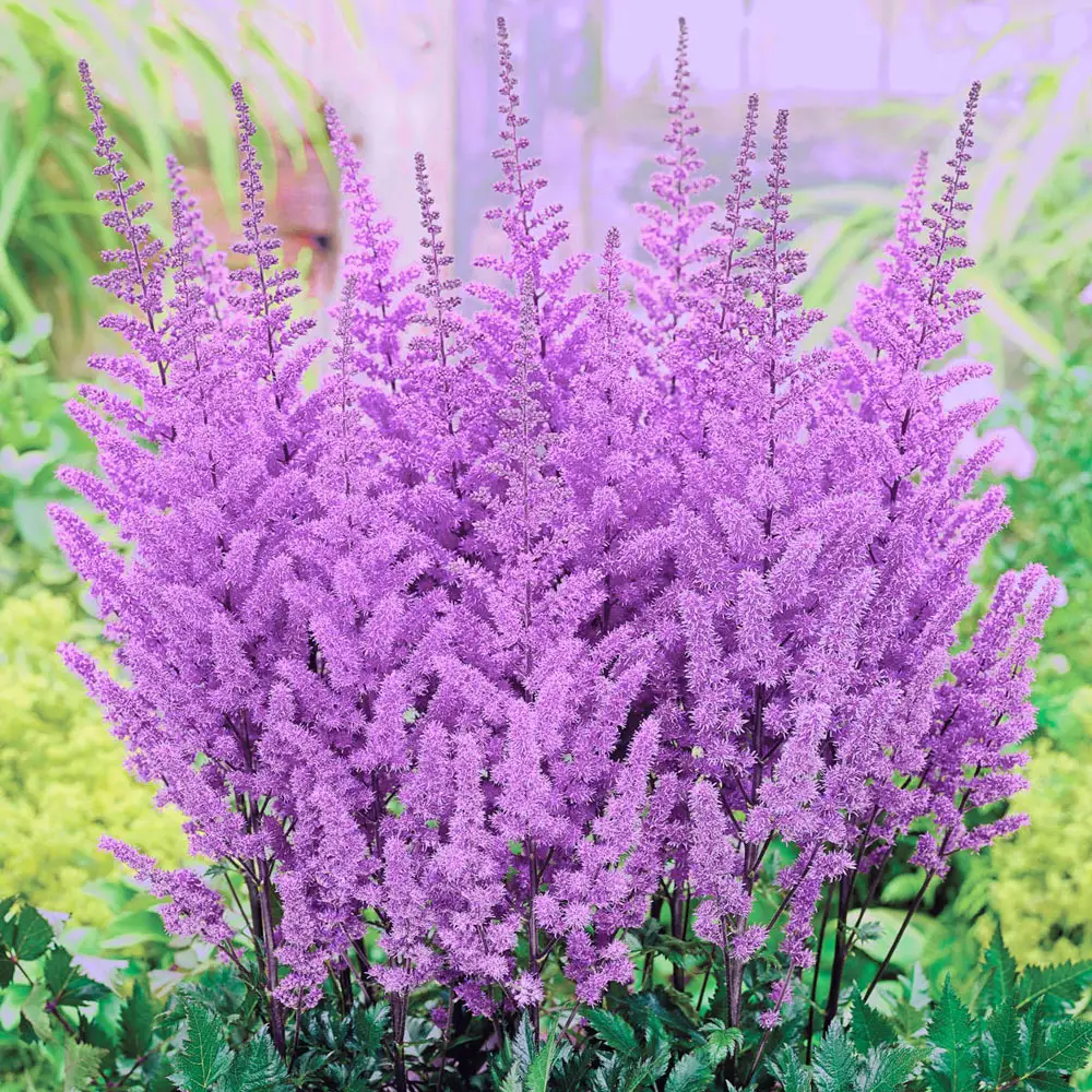 Astilbe Purple Candles - Image 3
