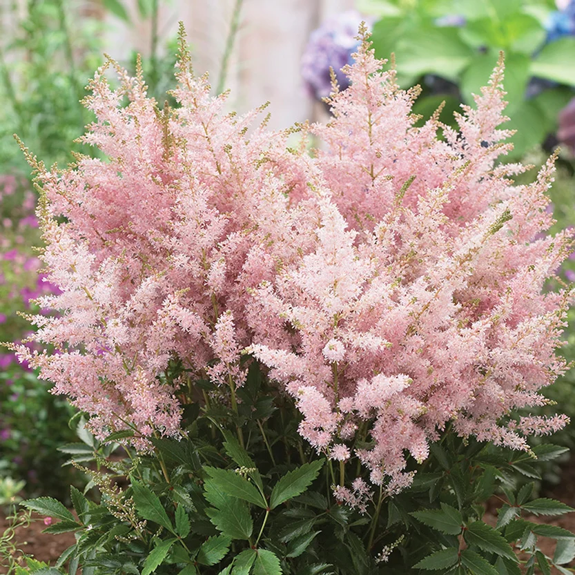 Astilbe Younique Silvery Pink - Image 3